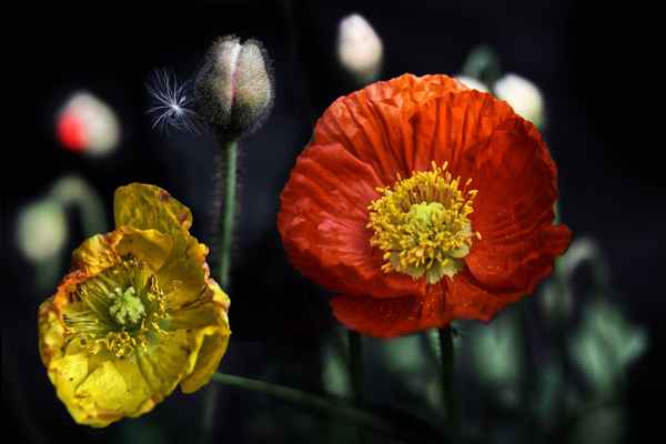 Island Mohn