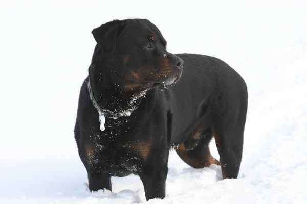 Rottweiler im Schnee