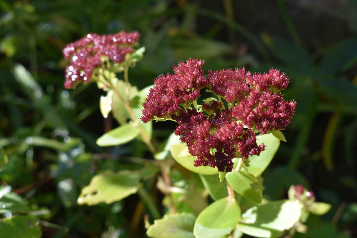 Fetthenne in Nahaufnahme