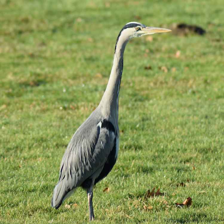 Fischreiher