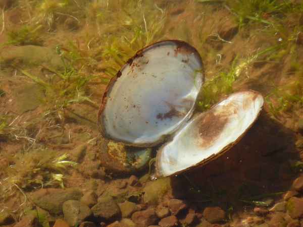Muscheln am See