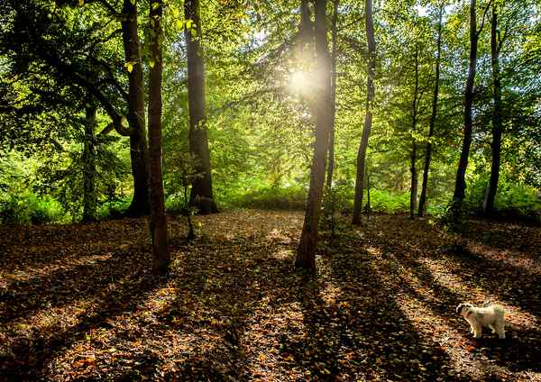 Wald mit Hund