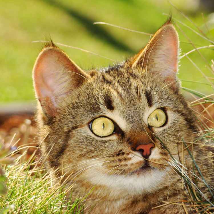 Mogli im Frühling 2