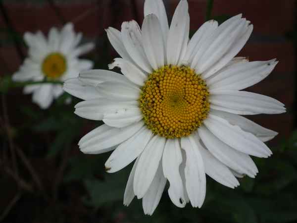 Margarite