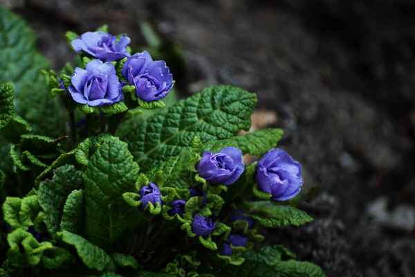 Blaue Primel