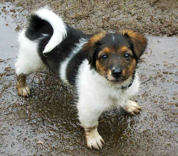 Hund