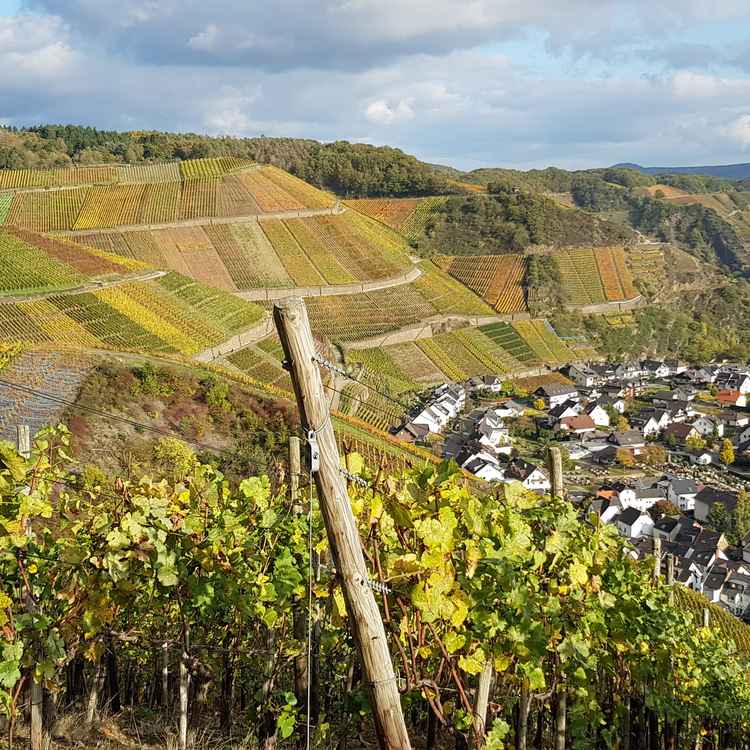 Herbststimmung an der Ahr bei Dernau