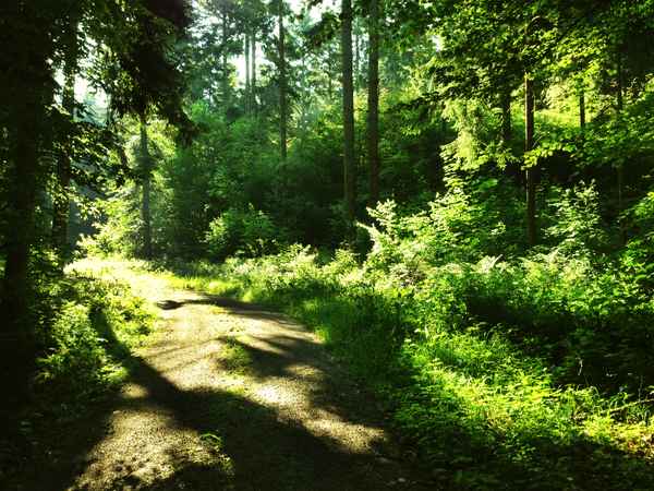 Waldweg am Morgen