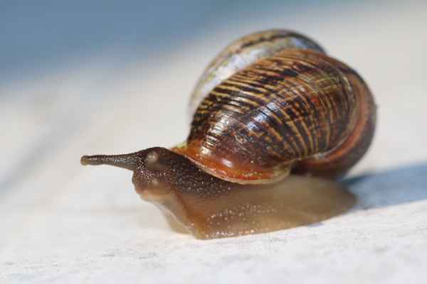 Schnecke