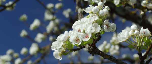 Weisse Obstblüte