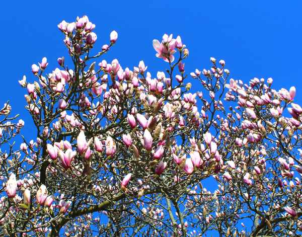 FRÜHLINGSERWACHEN IV