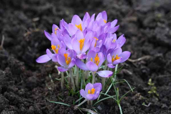 Frühling