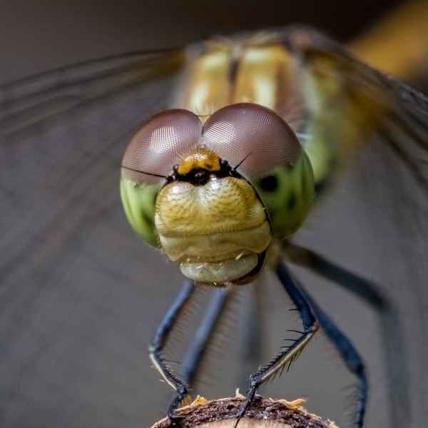 Porträt einer Heidelibelle