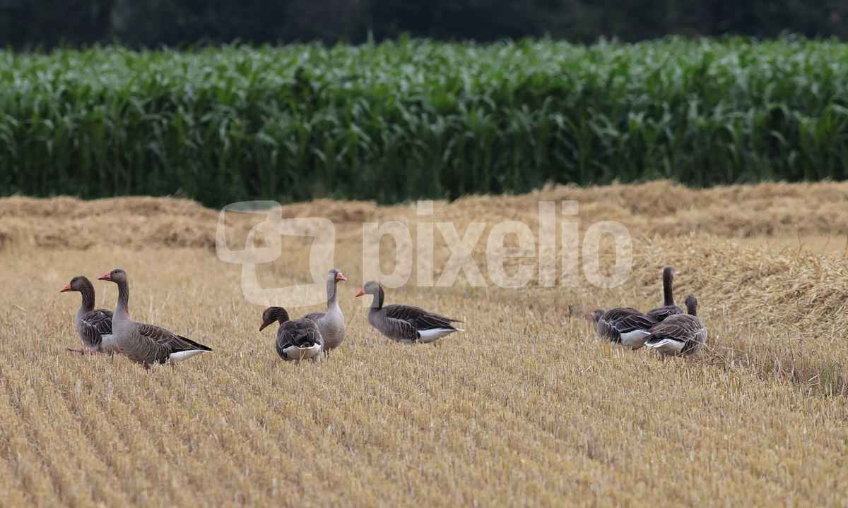 saatgänse im paradies