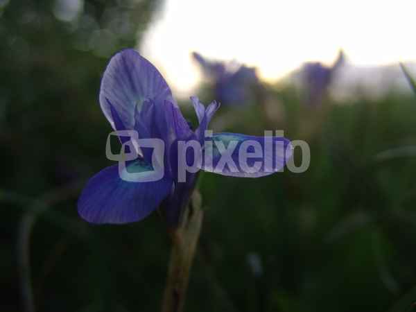 blaa iris