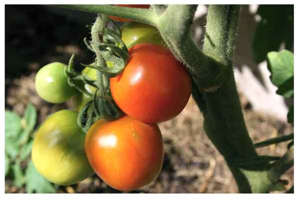 Tomatenstrauch 12