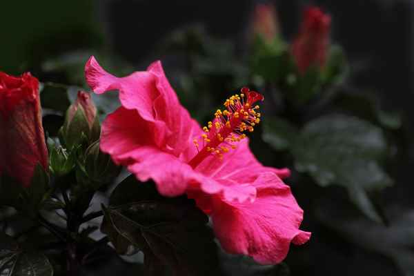 Hibiskus