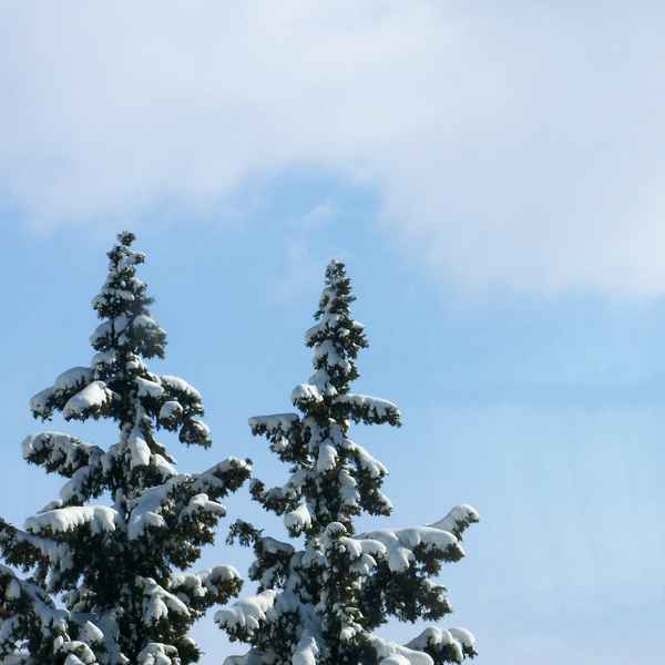 Schneebedeckte Bäume