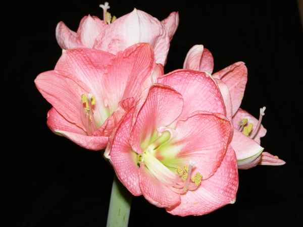 Meine Amaryllis
