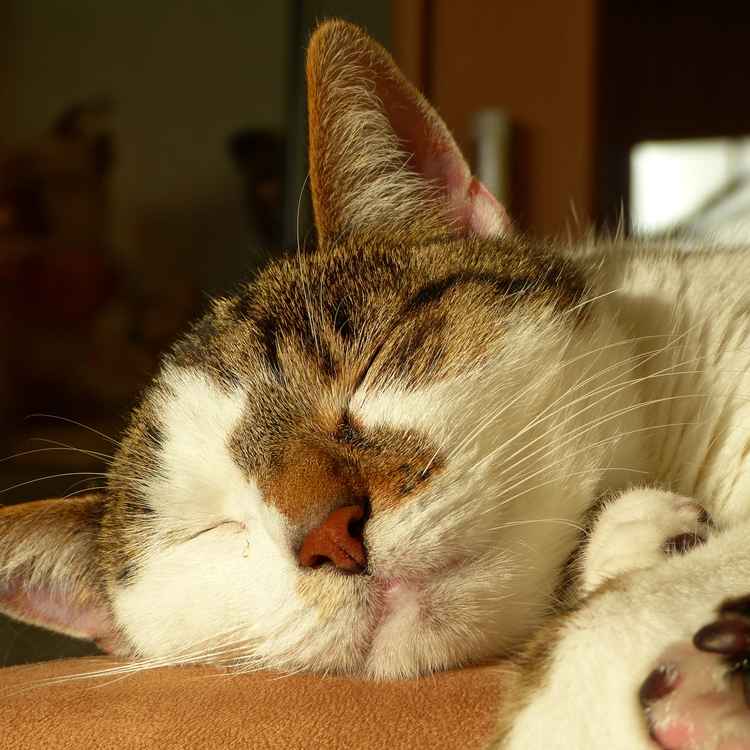Siesta