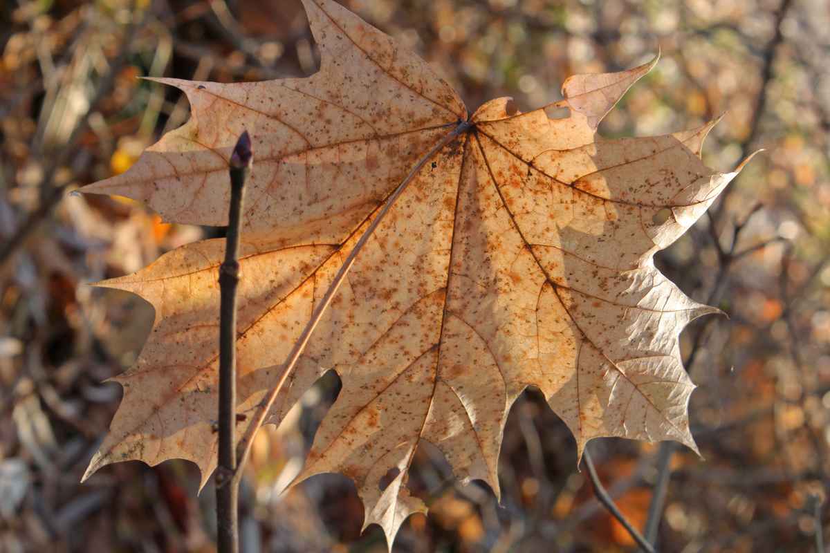 *WS* das letzte blatt am baum