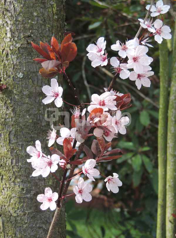 Kirschblüten