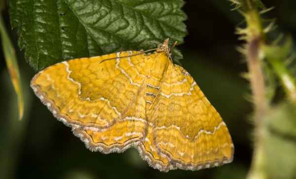Ockergelber Blattspanner