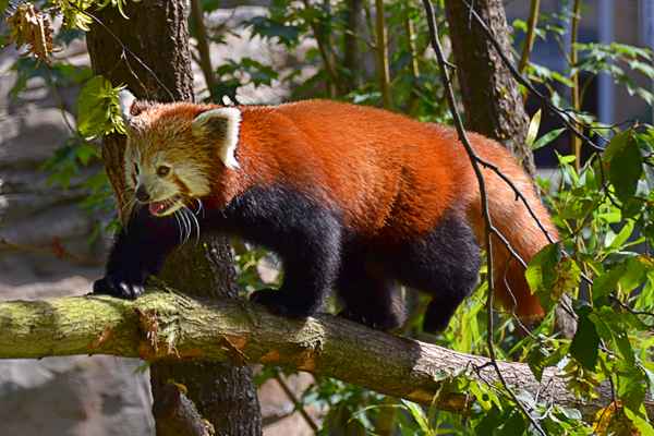 Roter Panda