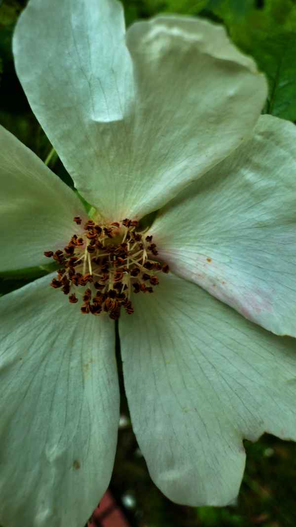 Weisse Rose
