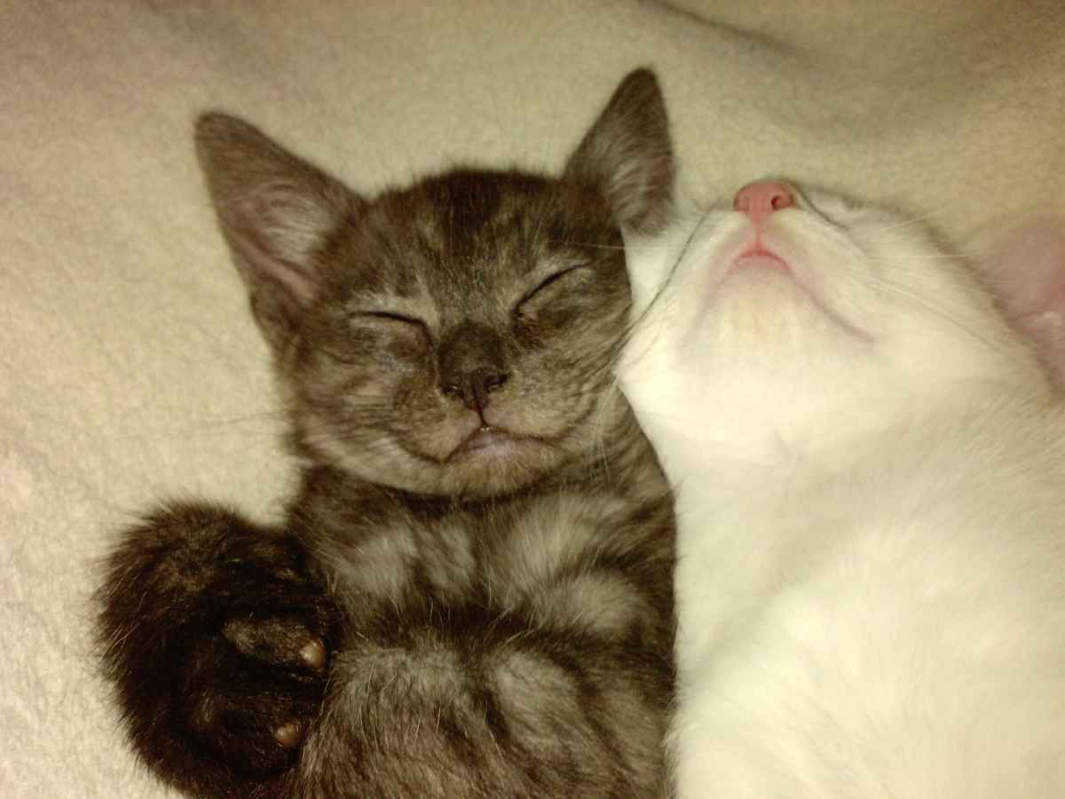 Alice und Ozzy