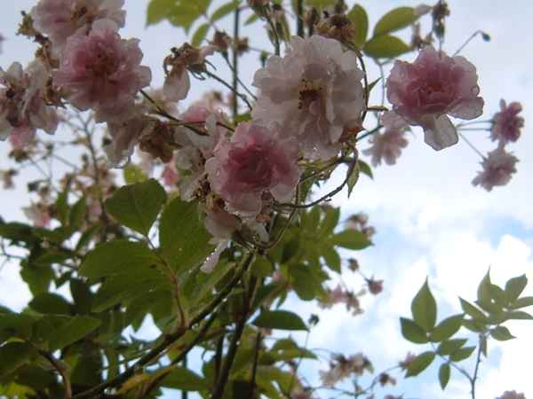 Rose Paul's Himalayan Musk