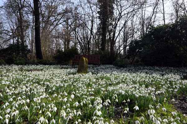 Bank bei dem Bl&uuml;tenmeer