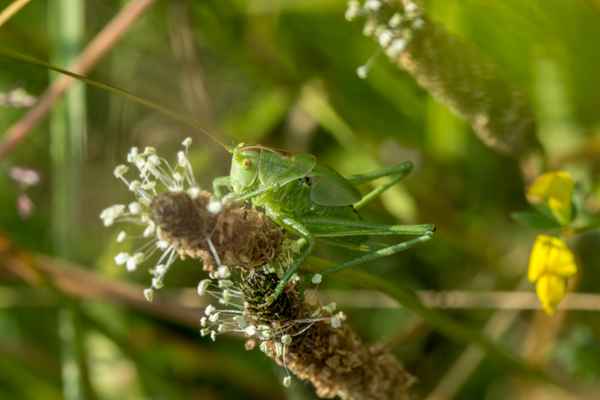 Großes Heupferd - Männchen
