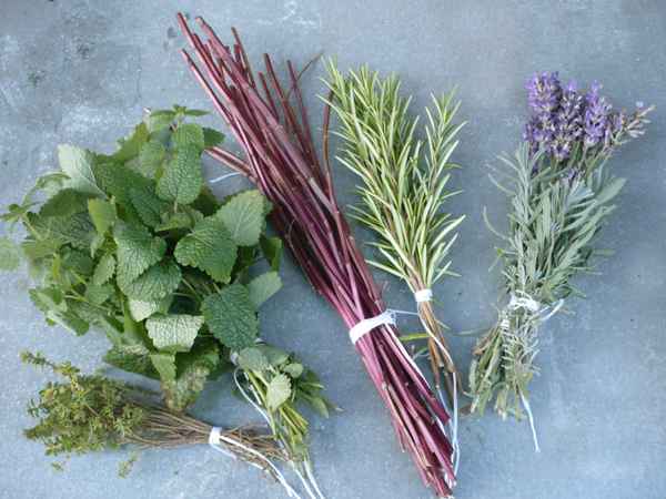 Kräuter zum Trockenen