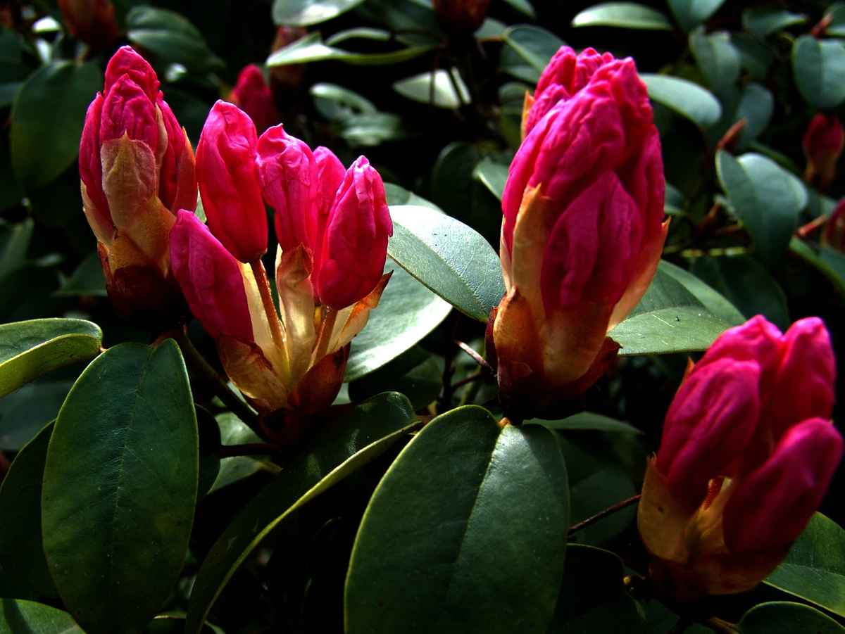 Rhododendron