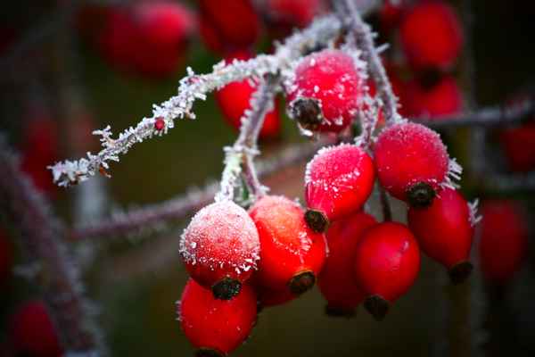 frostige Hagebutten