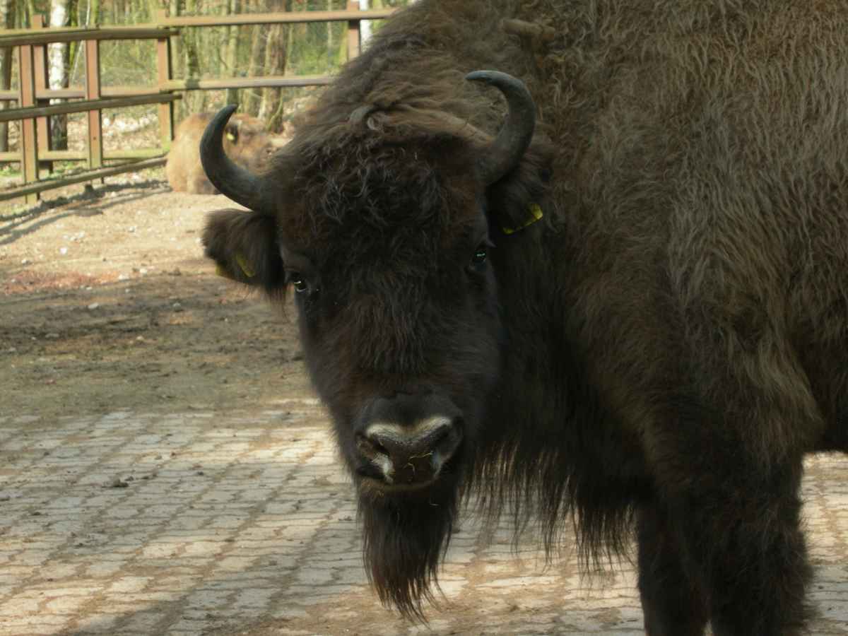 Was heißt hier, Steiff-Tiere hätten den Knopf nur an einem Ohr?