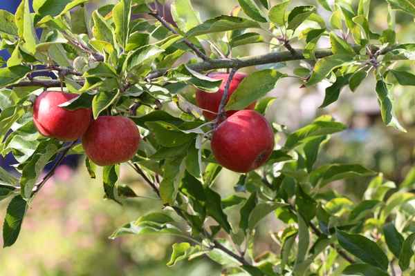 Rote Äpfel sind so lecker