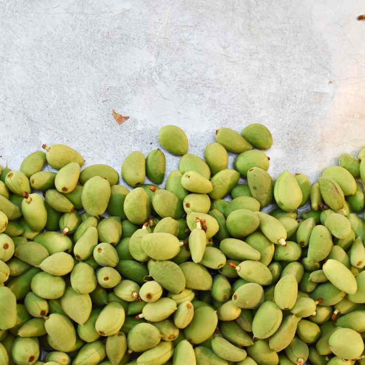 Summer fruit