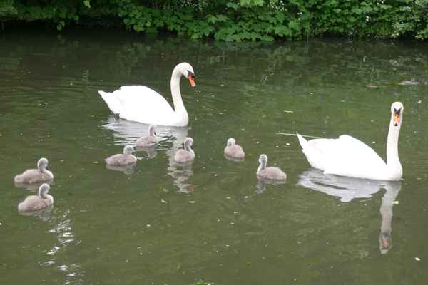 Familie Schwan