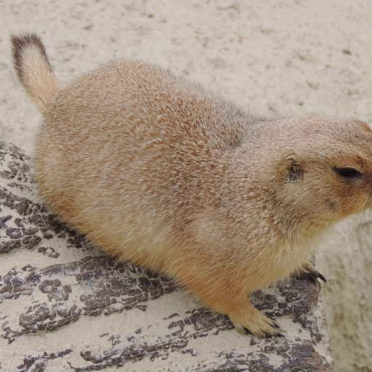 Präriehund