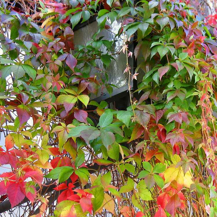 Hab ein buntes Kleid