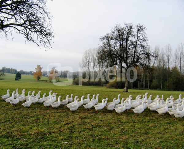 Gänsemarsch