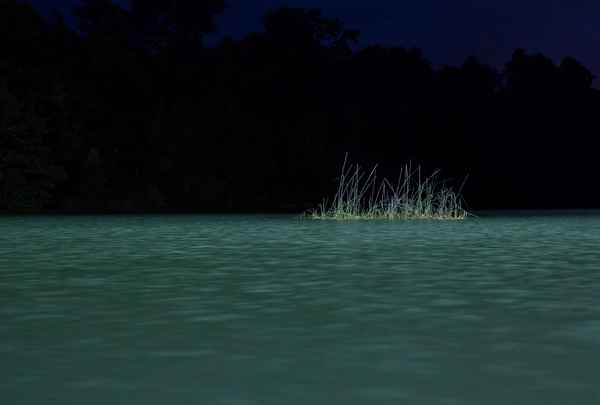 Schilf im Wöhrsee bei Nacht