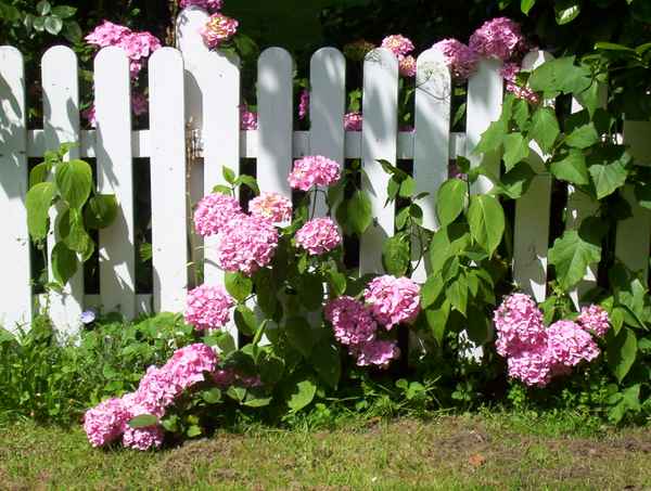 Verwunschener Zaun, Hortensien