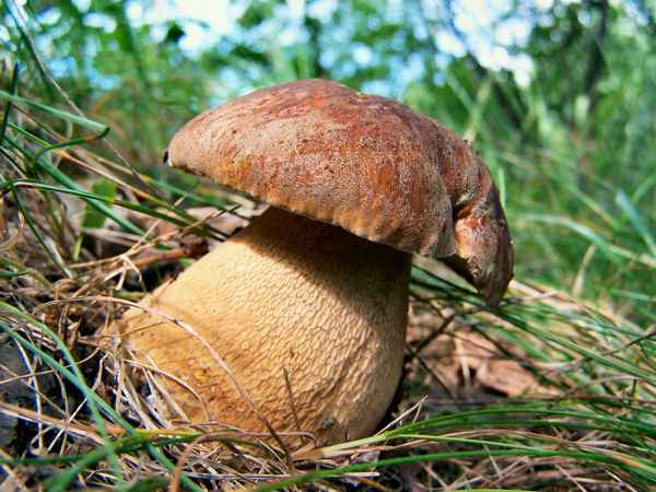 Steinpilz in Schräglage