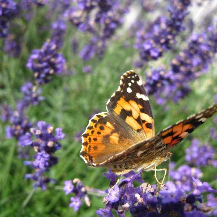 Schmetterling auf Lavender