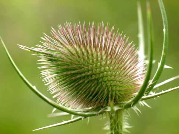 Stachelige Wiesenpflanze_1