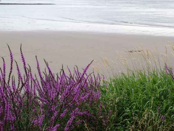Pflanzen am Ufer der Elbe