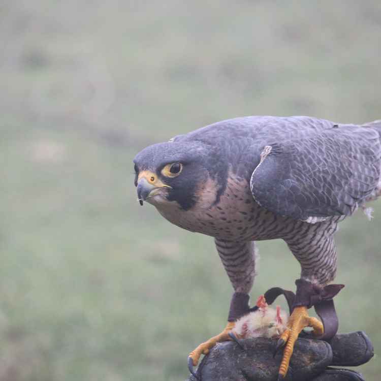 Falke